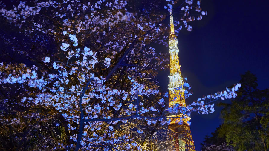 Temporada de flor de cerezo: el pronóstico anual de la flor de cerezo de la Asociación del Clima de Japón provoca una oleada de reservas nacionales e internacionales a medida que los viajeros corren para experimentar las famosas flores de Sakura del país.
