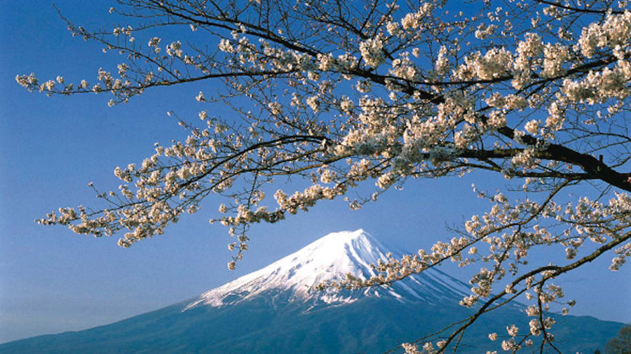 Monte Fuji: la montaña está rodeada por cinco lagos: el lago Kawaguchi, el lago Yamanaka, el lago Sai, el lago Motosu y el lago Shoji, todos los cuales brindan el primer plano perfecto para apreciar los cerezos en flor de la región.