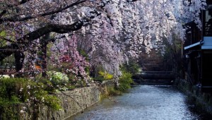 Gion, Kyoto: Uno de los mejores lugares en Kyoto para ver flores de cerezo se puede encontrar en el distrito de Gion. Los árboles se curvan suavemente hacia el canal de Shirakawa a medida que caen sus flores y se transportan suavemente río abajo.