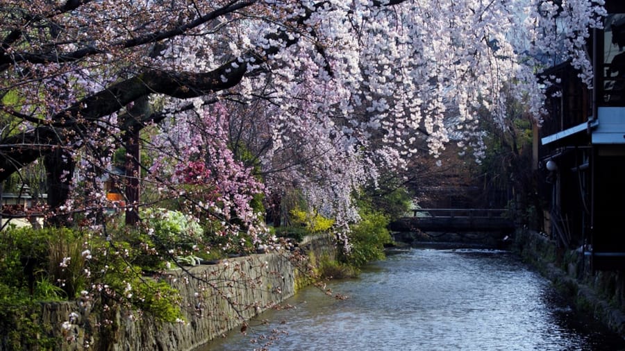 Japón se pinta de rosa por la icónica flor Sakura | CNN