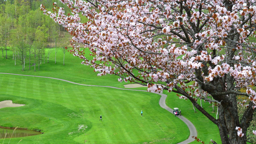 Niseko, Hokkaido: ¿Te apetece una ronda de golf bajo los cerezos en flor? Uno de los dos campos en Niseko Village fue diseñado por Arnold Palmer y tiene hileras de árboles de sakura a lo largo de las calles y en la entrada de la casa del club.