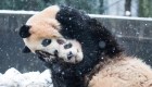 Pandas disfrutan la primera nevada en China