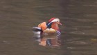 #LaImagenDelDía: simpático pato mandarín en Central Park de Nueva York