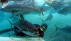 #PlanetaEnPeligro: Sorprende la reaparición del atún rojo