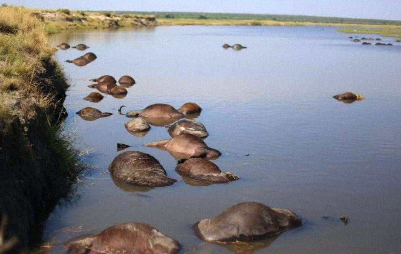 Cientos de búfalos ahogados en un río fronterizo entre Botswana y Namibia |  Video | CNN