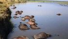 Encuentran cientos de búfalos muertos en el río Chobe, en Botswana