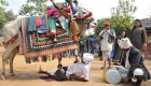 Indios son atropellados por vacas en ritual de adoración