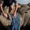 China da marcha atrás y protege a tigres y rinocerontes