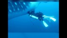 Ultasonido permite examinar tiburones ballenas