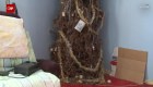 Un padre es homenajeado con árbol de Navidad de 44 años de antigüedad