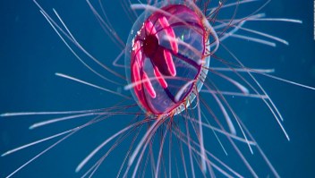 Observan medusa psicodélica en Puerto Rico