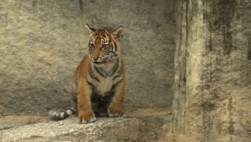 #EstoNoEsNoticia: zoológico de Berlín muestra sus tigres cachorros