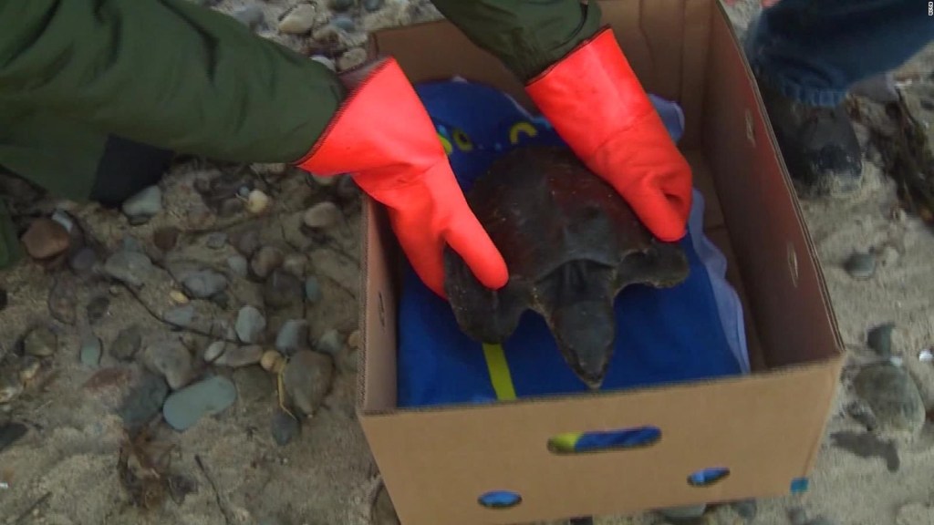 Piloto traslada tortugas marinas rescatadas a la Florida