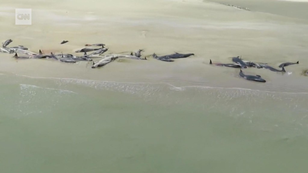 Más de un centenar de ballenas piloto mueren tras quedar varadas