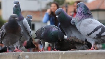 Así combate Bogotá la sobrepoblación de palomas