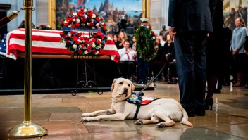 #CierreDirecto: Sully, compañero de Bush durante sus últimos meses de vida