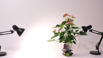 Elowan, la planta robot puede ser guiada hacía la luz