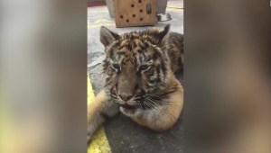 Decomisan a pequeña tigresa en un restaurante en México