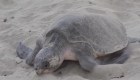 Tortugas Golfinas desovan bajo estricta protección en Oaxaca, México