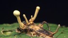 Estos hongos salvan vidas y combaten la contaminación