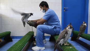 En Abu Dhabi el hospital para halcones más grande del mundo