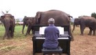 Pianista calma a elefantes con su música