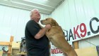 Perro policía abandonado en un refugio de animales se reencontró con su entrenador