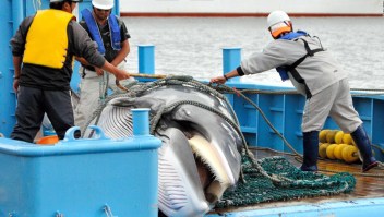Japón volverá a la caza comercial de ballenas