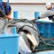 Japón volverá a la caza comercial de ballenas