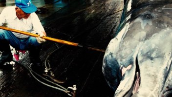 Las ballenas podrán ser cazadas de nuevo en Japón: esta es la razón