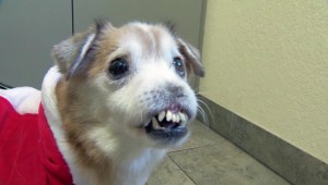 adopción perros: tema, información y noticias adopción perros | CNN