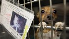 California pone fin a "las fábricas de cachorros"