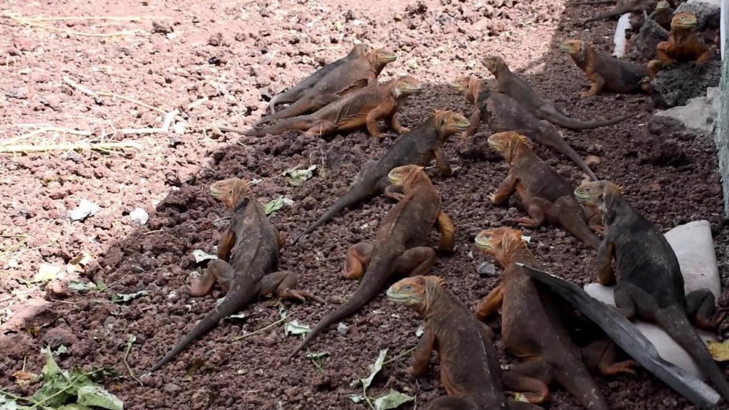 Islas Galápagos: Trasladan iguanas para conservar el ambiente