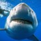 Video registró a un tiburón blanco nadando con buzos