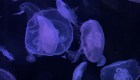#LaImagenDelDía: abren acuario de medusas en Paris