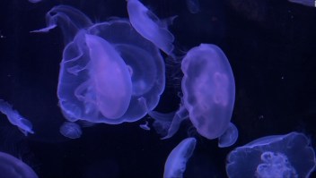 #LaImagenDelDía: abren acuario de medusas en Paris