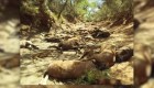 Caballos salvajes mueren en Australia por ola de calor