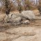 Aumenta la caza furtiva de elefantes en Botswana