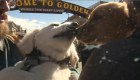 Reúnen más de mil perros golden retriever en EE.UU.