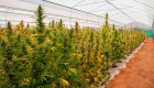 Argentina: habilitan el primer centro de cannabis medicinal del país
