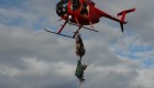 Increíble reubicación de alces Tule en helicóptero