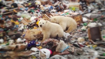 Un barrio invadido por osos polares