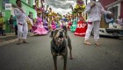 "Mazapán", el perro que corre maratones y baila en Oaxaca