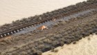 Australia: Cerca de medio millón de vacas mueren por inundaciones