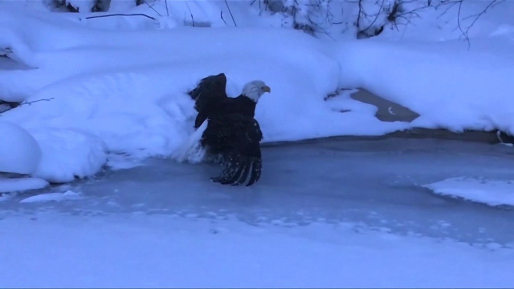 Águila calva atascada por una bola de hielo