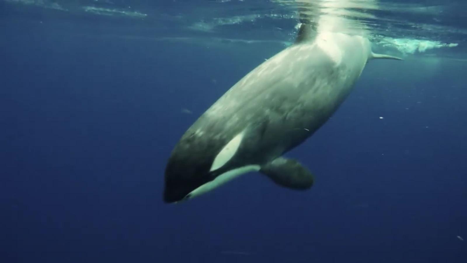 El Impactante Encuentro De Una Científica Con Una Orca | Video | CNN