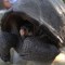 Ecuador encuentra una tortuga que se creía extinta hace 100 años