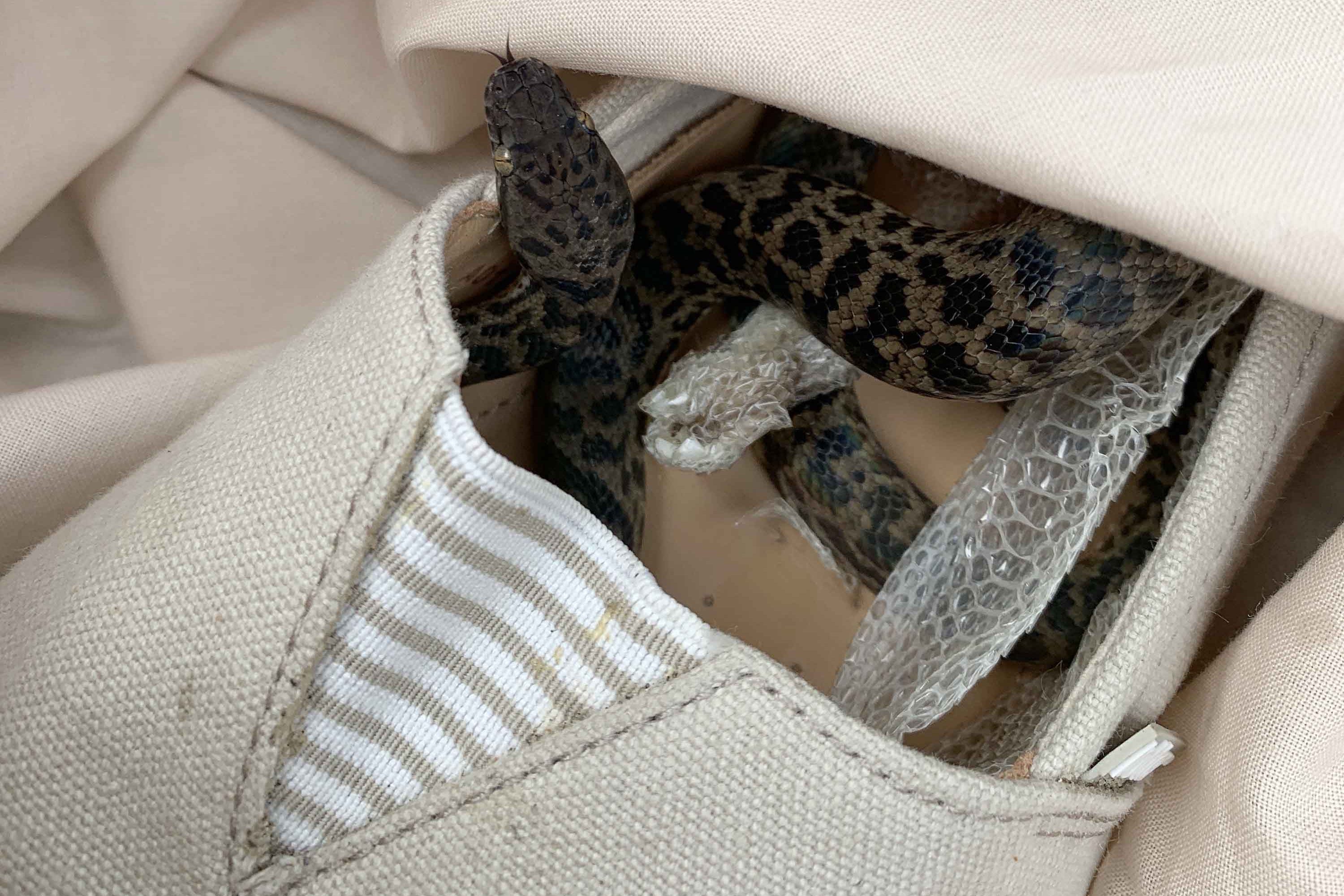 La serpiente estaba en un zapato en la maleta de Moira Boxall. Cortesía: SPCA Escocia