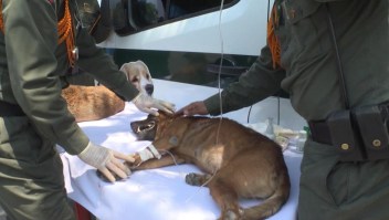 Perros abandonados sufren en la frontera entre Colombia y Venezuela