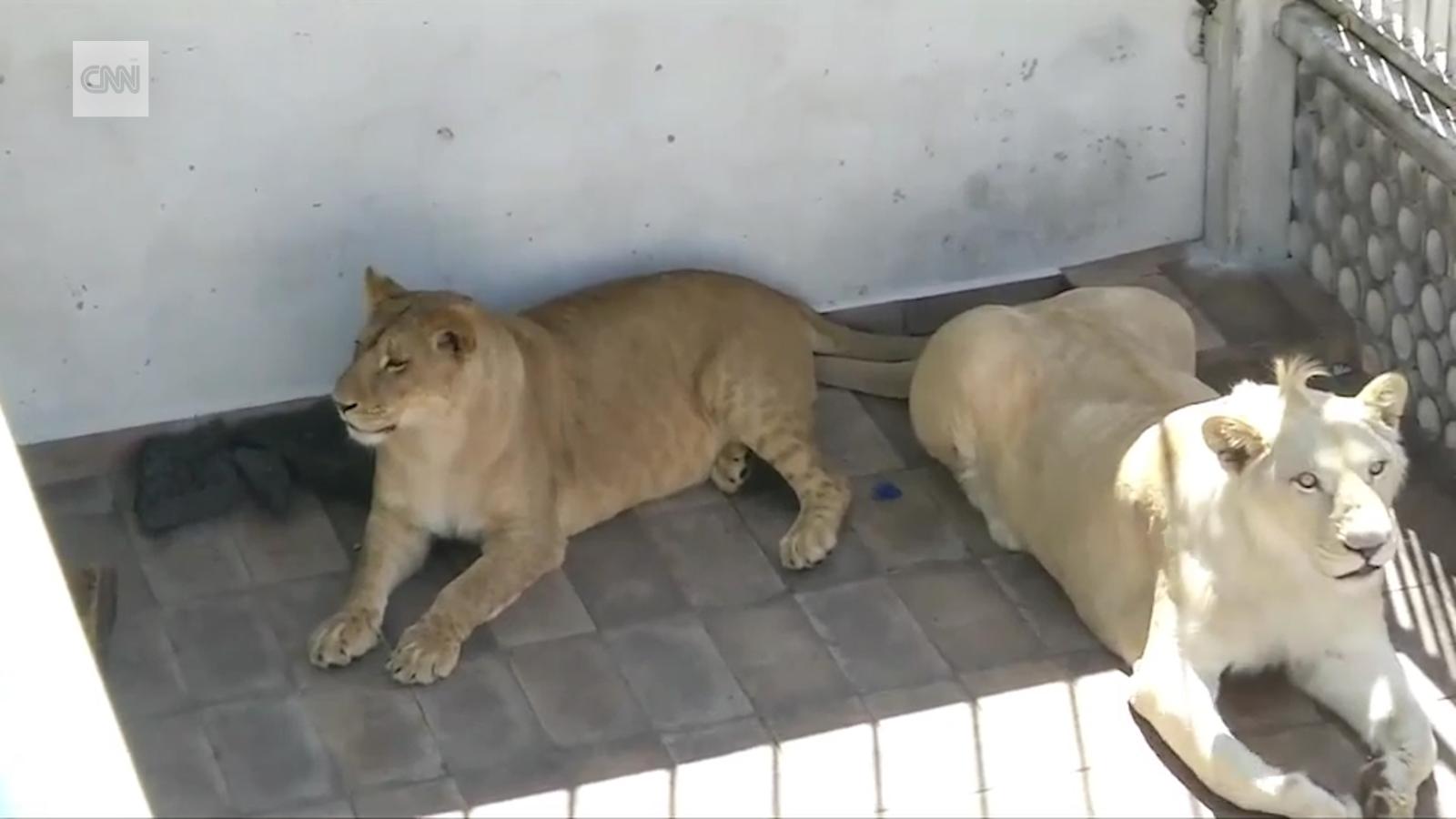 Rescatan a 3 leones africanos que vivían en una azotea en México | Video |  CNN